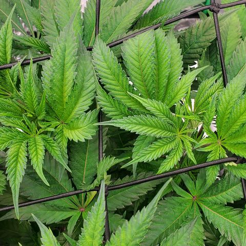 Section A (Solfire) growlog timeline photo