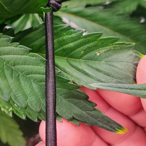 Section A (Solfire) growlog timeline photo