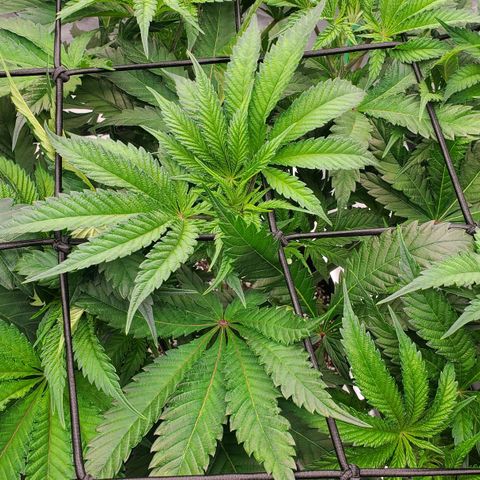 Section A (Solfire) growlog timeline photo
