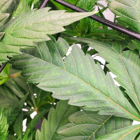 Section A (Solfire) growlog timeline photo