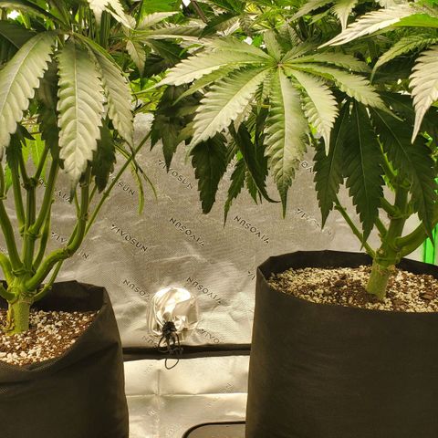 Section A (Solfire) growlog photo: Flipped to flower
