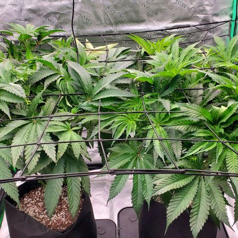 Section A (Solfire) growlog photo: Flipped to flower