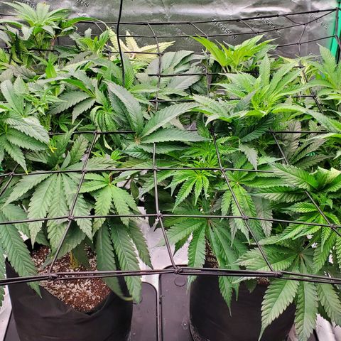 Section A (Solfire) growlog photo: Flipped to flower