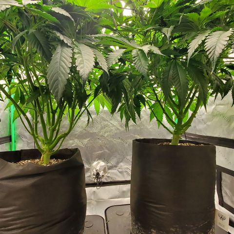 Section A (Solfire) growlog timeline photo