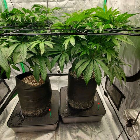 Section A (Solfire) growlog timeline photo