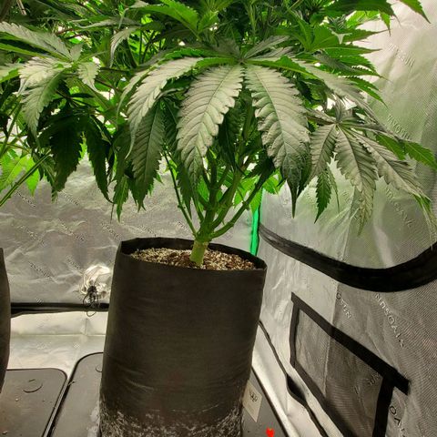 Hella Jelly (HSC) growlog timeline photo