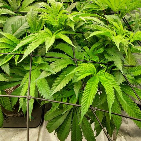 Hella Jelly (HSC) growlog timeline photo