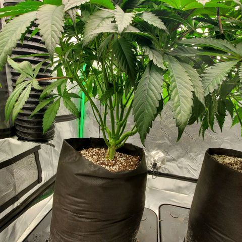 Section A (Solfire) growlog timeline photo