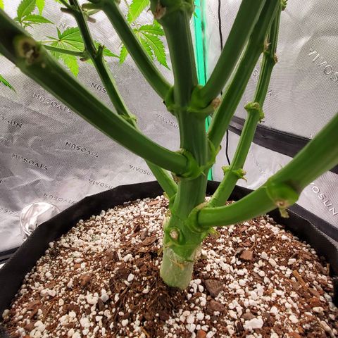 Section A (Solfire) growlog timeline photo