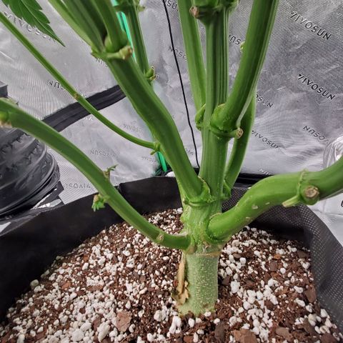 Section A (Solfire) growlog timeline photo