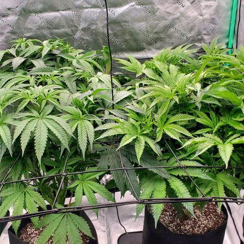 Section A (Solfire) growlog timeline photo