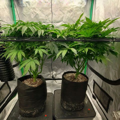 Section A (Solfire) growlog timeline photo