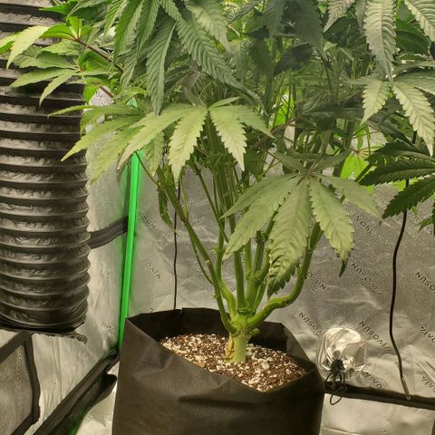 Section A (Solfire) growlog timeline photo