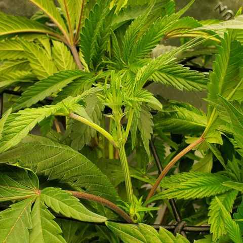 Section A (Solfire) growlog timeline photo