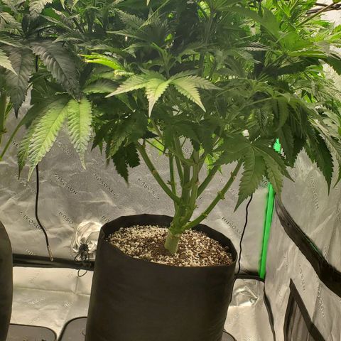 Section A (Solfire) growlog timeline photo