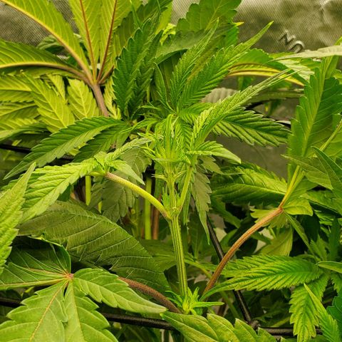 Section A (Solfire) growlog timeline photo