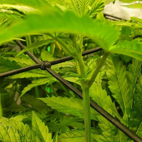 Section A (Solfire) growlog timeline photo