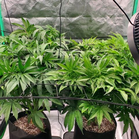 Section A (Solfire) growlog timeline photo