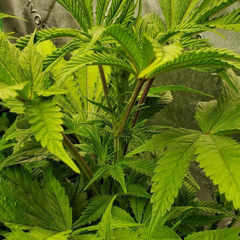 Section A (Solfire) growlog photo: Growing fast and dense.