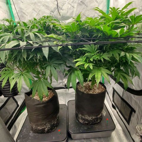 Section A (Solfire) growlog photo: Growing fast and dense.