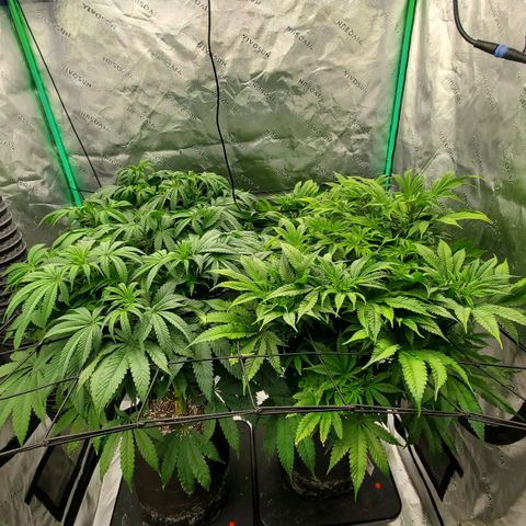 Section A (Solfire) growlog photo: Growing fast and dense.