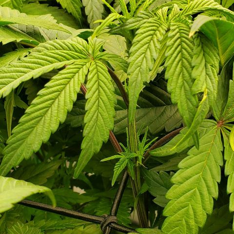 Section A (Solfire) growlog photo: Growing fast and dense.