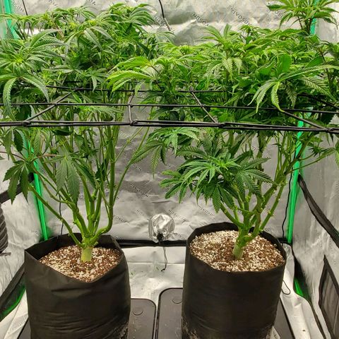 Hella Jelly (HSC) growlog timeline photo