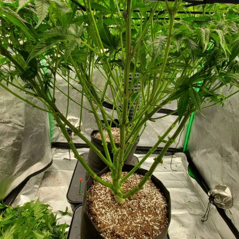 Hella Jelly (HSC) growlog timeline photo