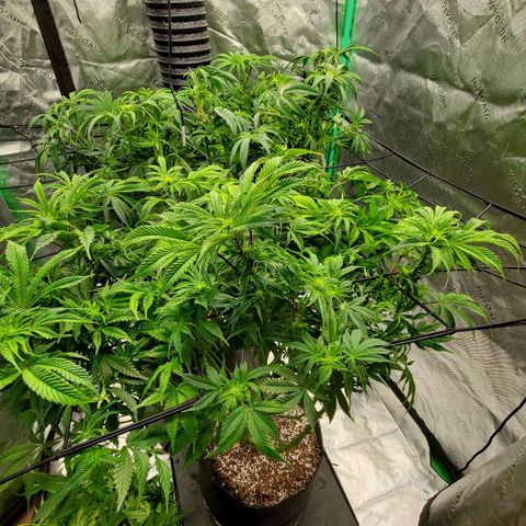 Hella Jelly (HSC) growlog timeline photo