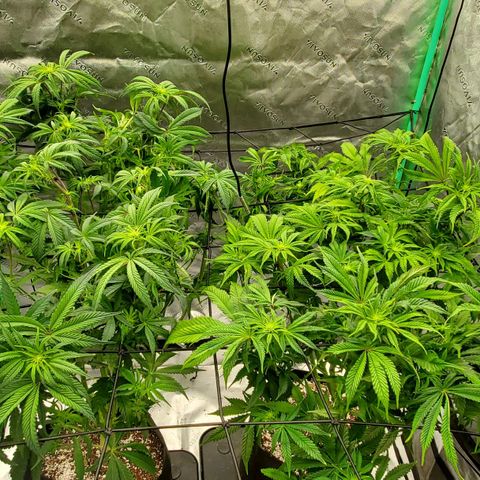 Section A (Solfire) growlog timeline photo