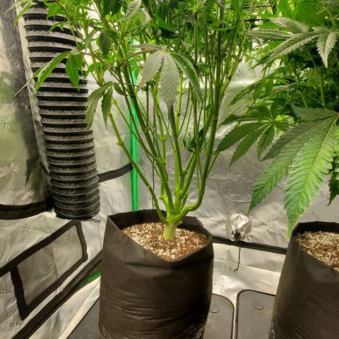 Section A (Solfire) growlog timeline photo