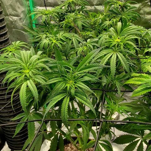 Section A (Solfire) growlog timeline photo