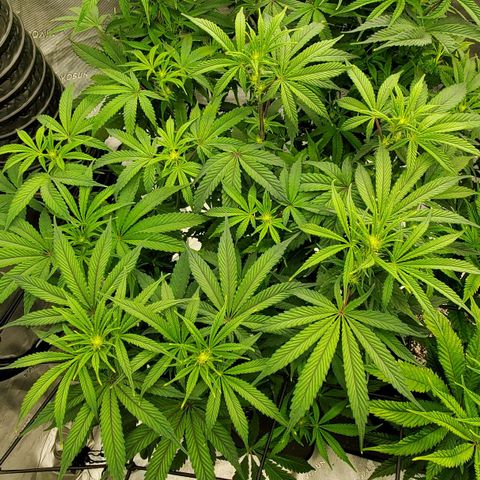 Section A (Solfire) growlog timeline photo