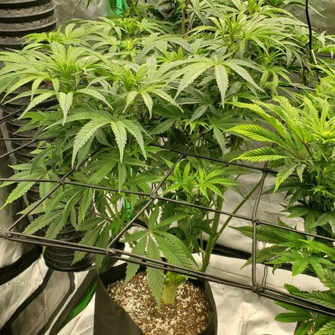 Section A (Solfire) growlog timeline photo
