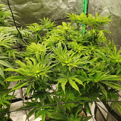 Hella Jelly (HSC) growlog timeline photo
