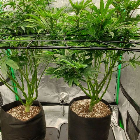 Section A (Solfire) growlog timeline photo