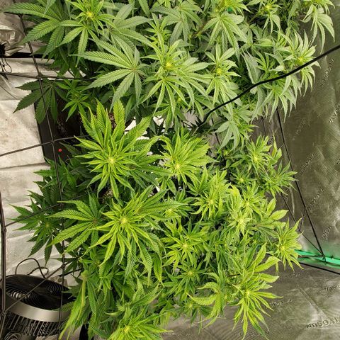 Section A (Solfire) growlog timeline photo
