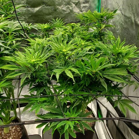Hella Jelly (HSC) growlog timeline photo