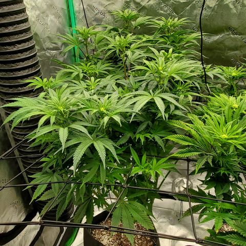 Section A (Solfire) growlog timeline photo