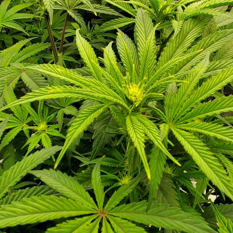 Section A (Solfire) growlog timeline photo