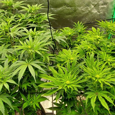Section A (Solfire) growlog timeline photo