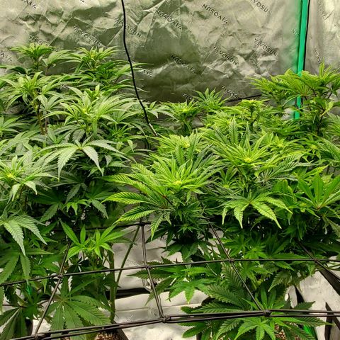 Section A (Solfire) growlog timeline photo