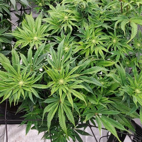 Hella Jelly (HSC) growlog timeline photo