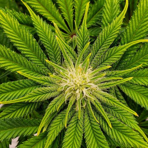 Hella Jelly (HSC) growlog photo: Trichomes starting to form. Smells super sweet.