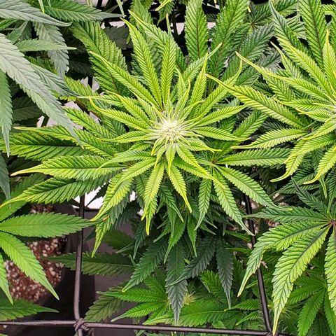 Hella Jelly (HSC) growlog photo: Trichomes starting to form. Smells super sweet.