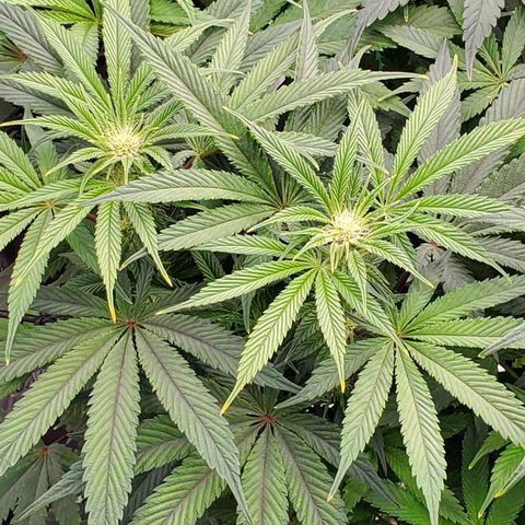 Section A (Solfire) growlog photo: Very beginning of trichomes. Not much smell yet. Almost funky like dirty socks.