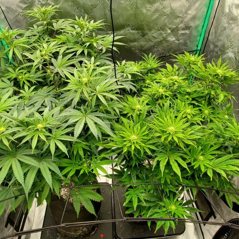 Section A (Solfire) growlog photo: Very beginning of trichomes. Not much smell yet. Almost funky like dirty socks.