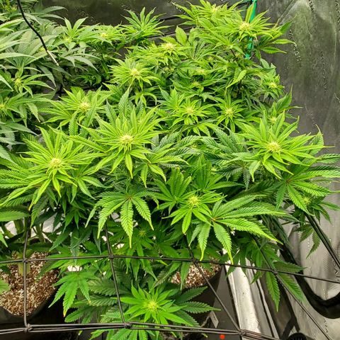Hella Jelly (HSC) growlog photo: Super sweet smelling. Healthy