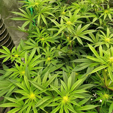 Hella Jelly (HSC) growlog photo: Super sweet smelling. Healthy