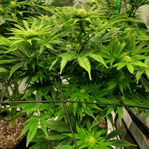 Hella Jelly (HSC) growlog photo: Super sweet smelling. Healthy